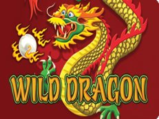 Wild Dragon